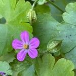 Geranium lucidum Blüte