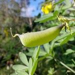 Crotalaria grahamiana फल