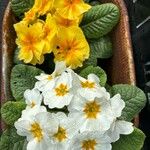 Primula × polyanthaKukka