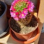 Mammillaria spinosissimaFlor