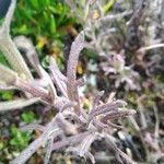 Castilleja fissifolia Leaf