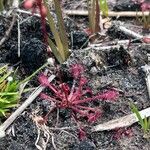 Drosera capillarisBlatt