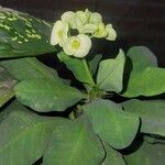 Euphorbia milii Foglia
