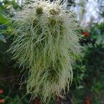 Clematis lasiantha Blüte