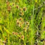 Juncus scirpoides Fleur