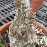 Cephalopentandra ecirrhosa Corteza