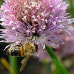 Allium schoenoprasum Flor