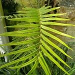 Pteris vittata Blatt