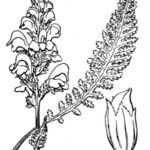 Pedicularis ascendens Other