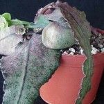 Euphorbia decaryi Foglia