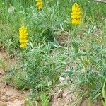 Lupinus luteus Pokrój