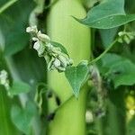 Fallopia convolvulus Blomma