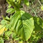 Amaranthus powellii Blatt