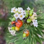 Daphne gnidium Blüte