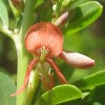 Indigofera lespedezioides Frukt