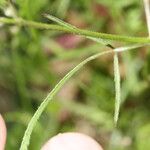 Torilis africana Hoja