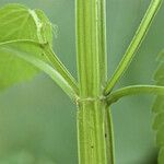 Agastache nepetoides Casca