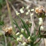 Plantago sempervirens Habit