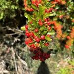 Pyracantha crenulataफल