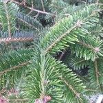 Abies numidica ഇല