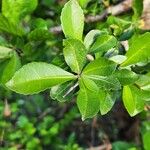 Commiphora madagascariensis 葉