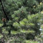 Pseudotsuga macrocarpa Yaprak