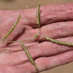 Urochloa trichopus Fruit