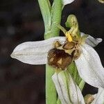 Ophrys apifera 花