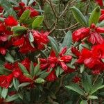 Rhododendron neriiflorum Flor