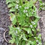 Valeriana locusta Vekstform