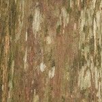 Chaetocarpus schomburgkianus Corteza