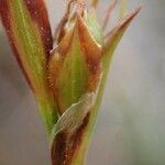 Carex halleriana خشب