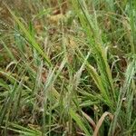 Festuca ambigua Leaf