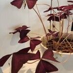 Oxalis triangularis Blatt