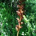 Orobanche elatior फूल