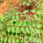 Breynia vitis-idaea Levél