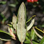 Xylococcus bicolor Yaprak