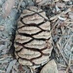 Sequoiadendron giganteumFruit