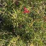 Grevillea rosmarinifolia Листок