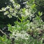 Chionanthus virginicus Bark