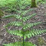 Dryopteris dilatata ഇല