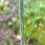 Luzula multiflora Liść