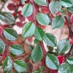 Cotoneaster horizontalis Blad