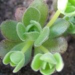 Aeonium saundersii List