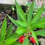 Impatiens balsamina Hoja
