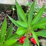 Impatiens balsamina Feuille