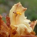 Orobanche laserpitii-sileris Virág