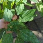 Acalypha virginica Blatt