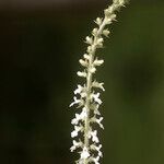 Anarrhinum pedatum Floare