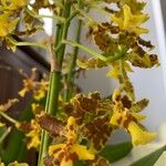 Oncidium lineoligerumFlower